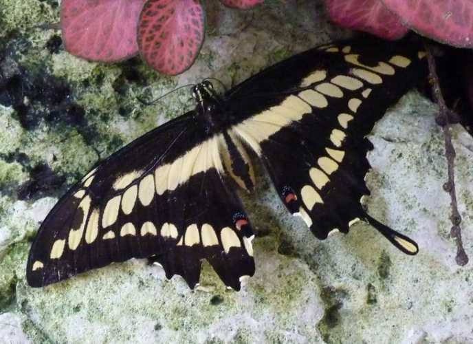 King swallowtail (Papilio thoas) found dead at Butterfly House