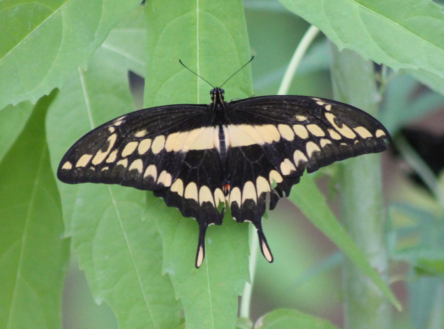 King swallowtail (Papilio thoas)