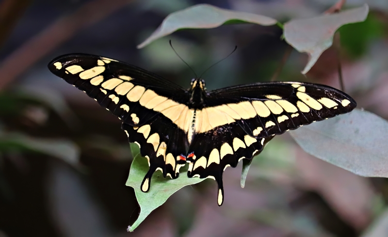 King swallowtail (Papilio thoas)