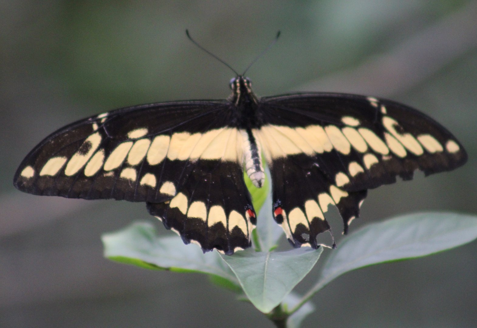 King swallowtail - Papilio thoas
