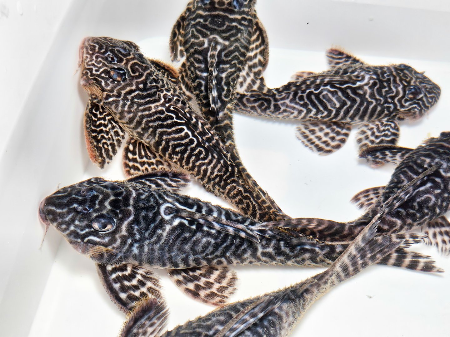 King Tiger Pleco, "L333" (Hypancistrus seideli)