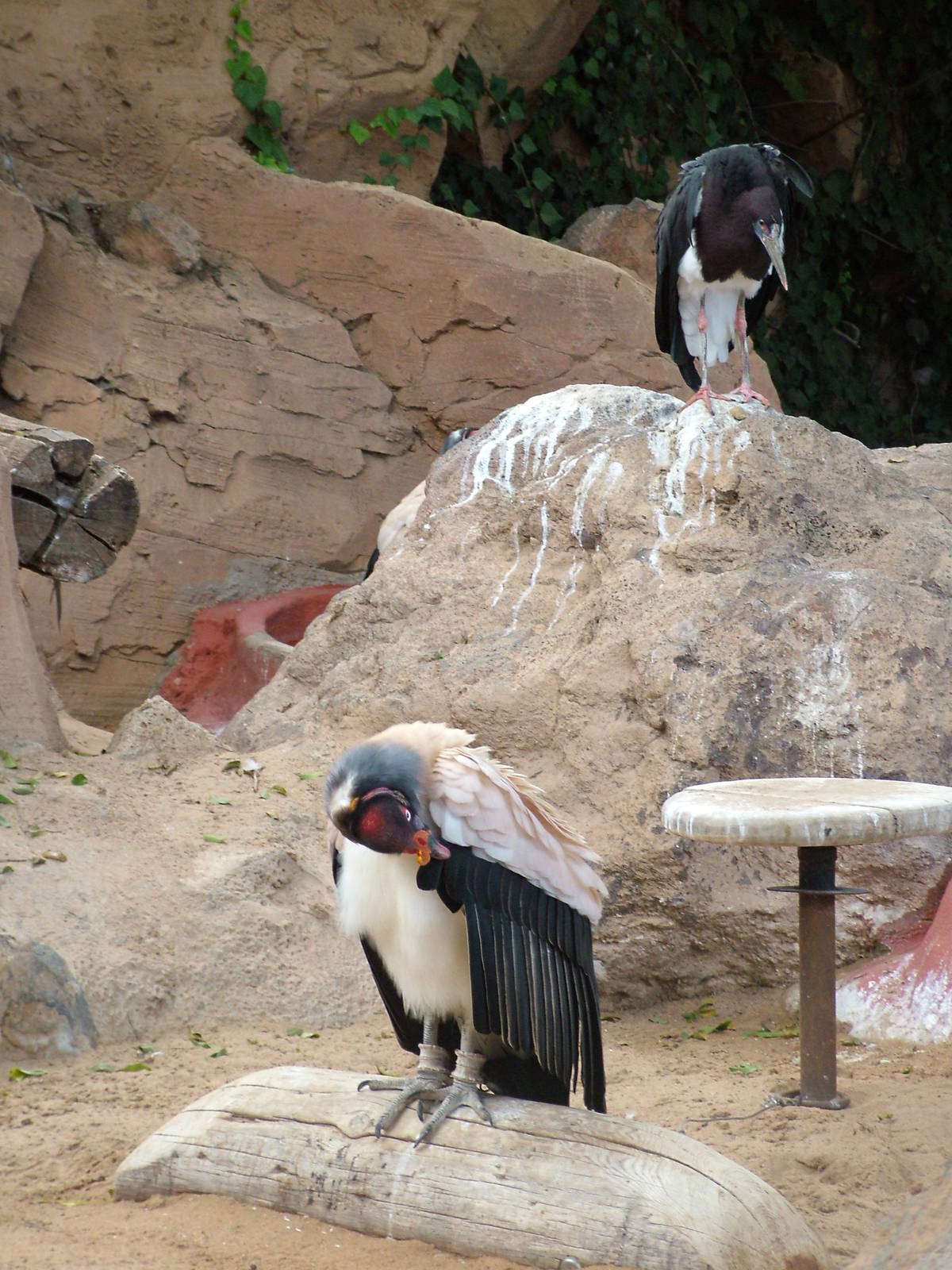 King Vullture and Abdim's Stork at Jungle Park (Las Aguilas), 13/11/10