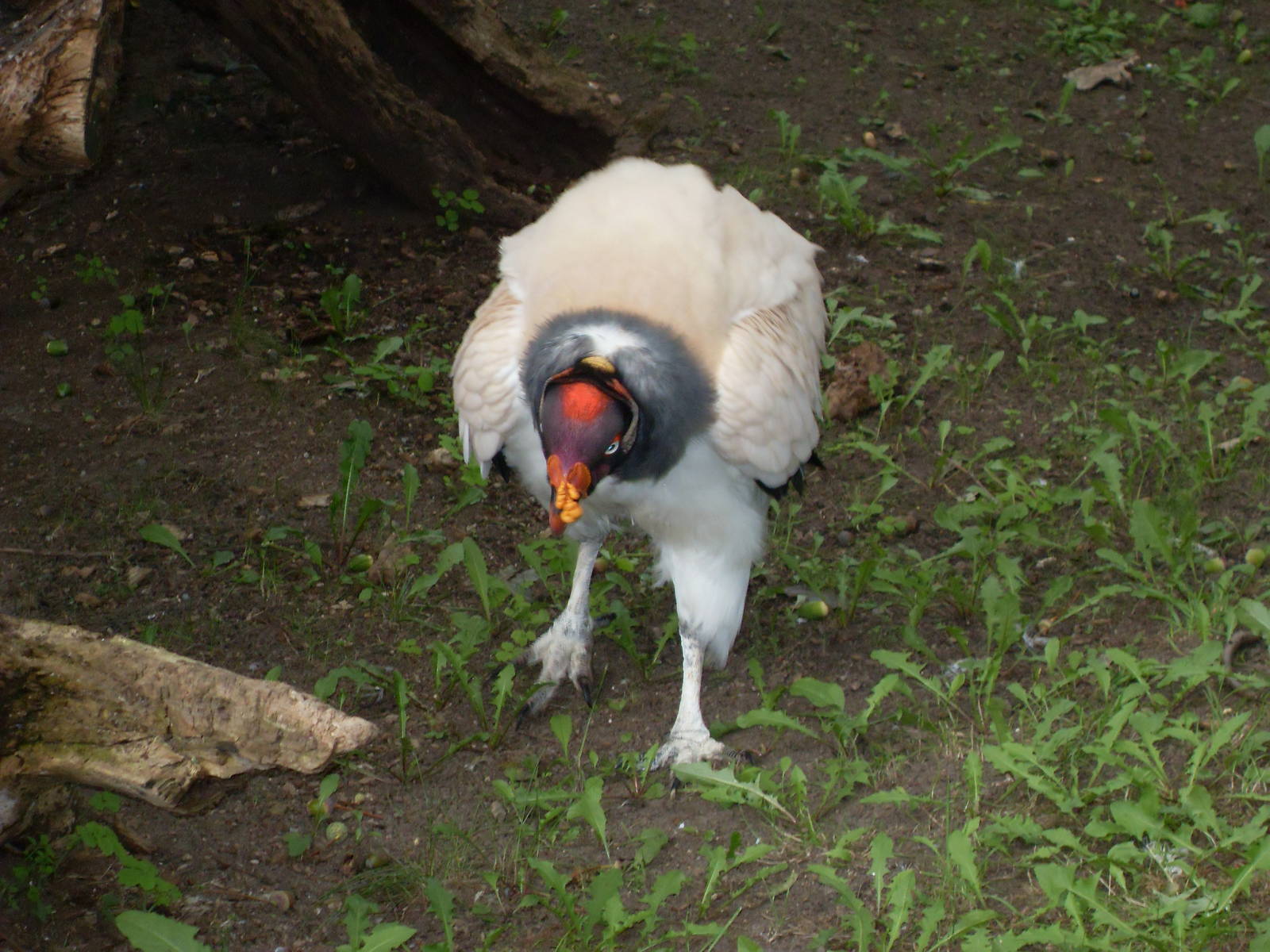 king vulture 030910