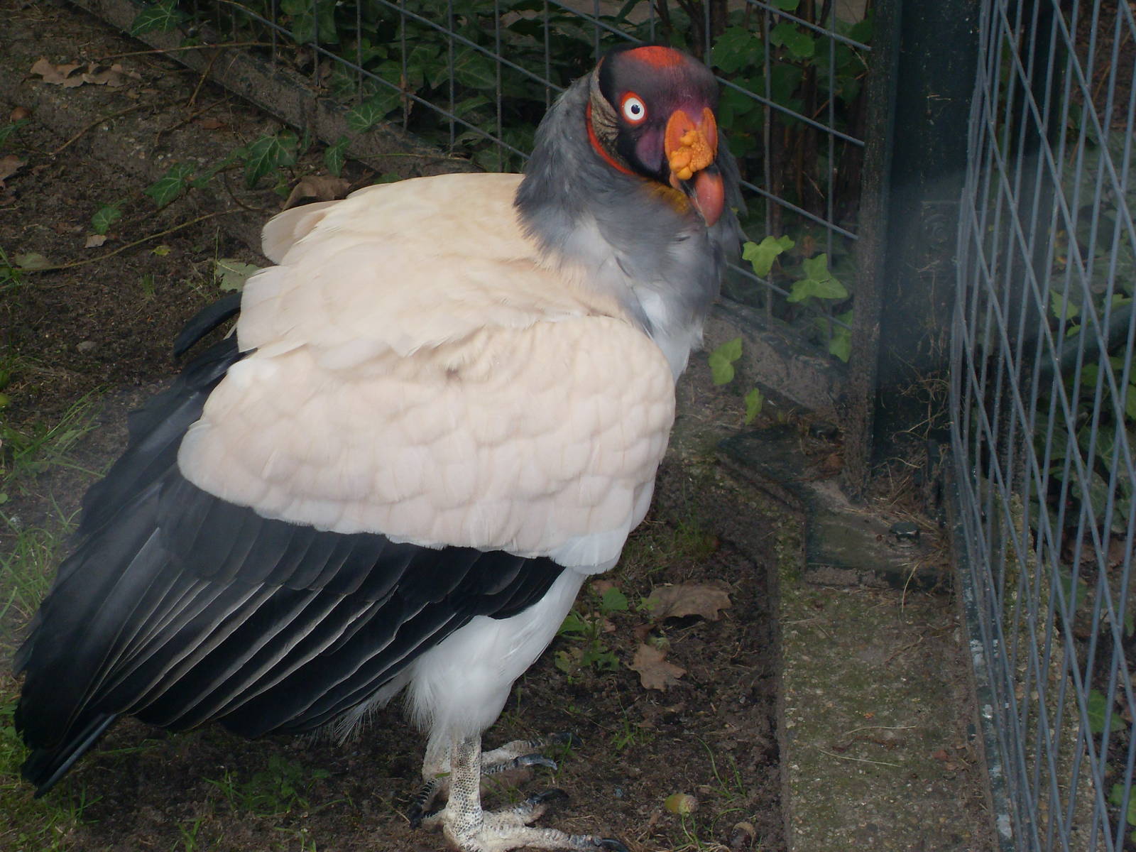 king vulture 030910