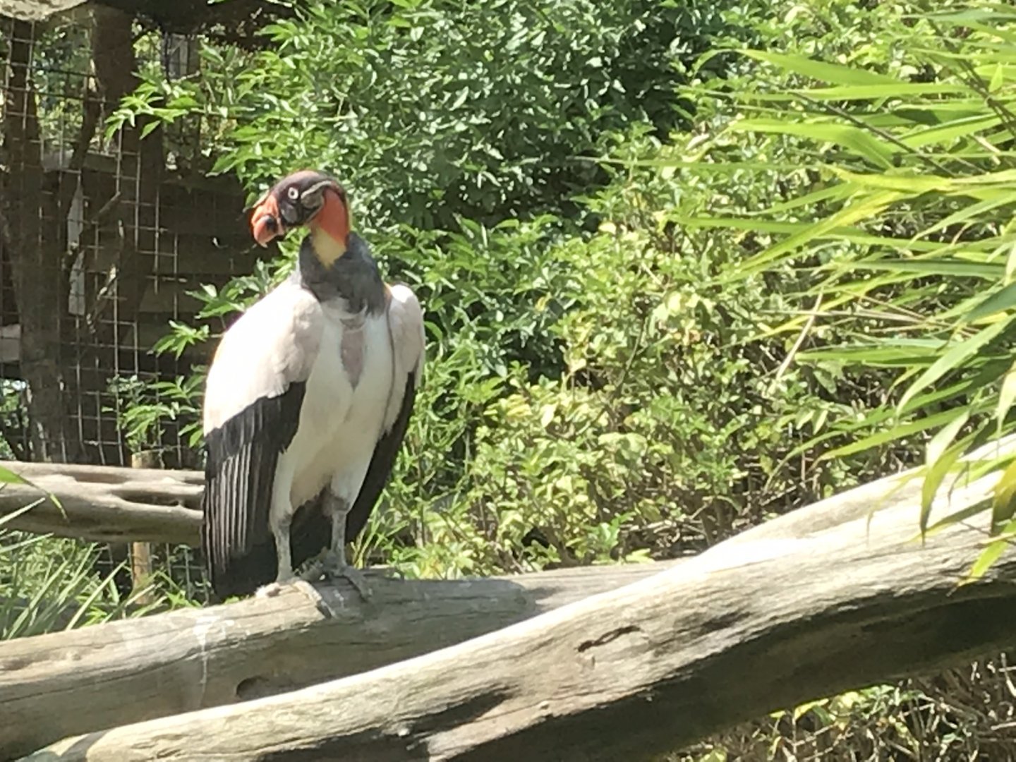King vulture 050819