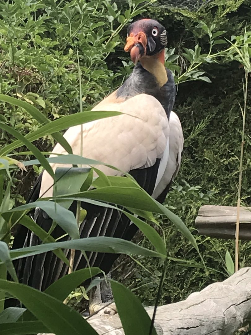 King vulture 050819