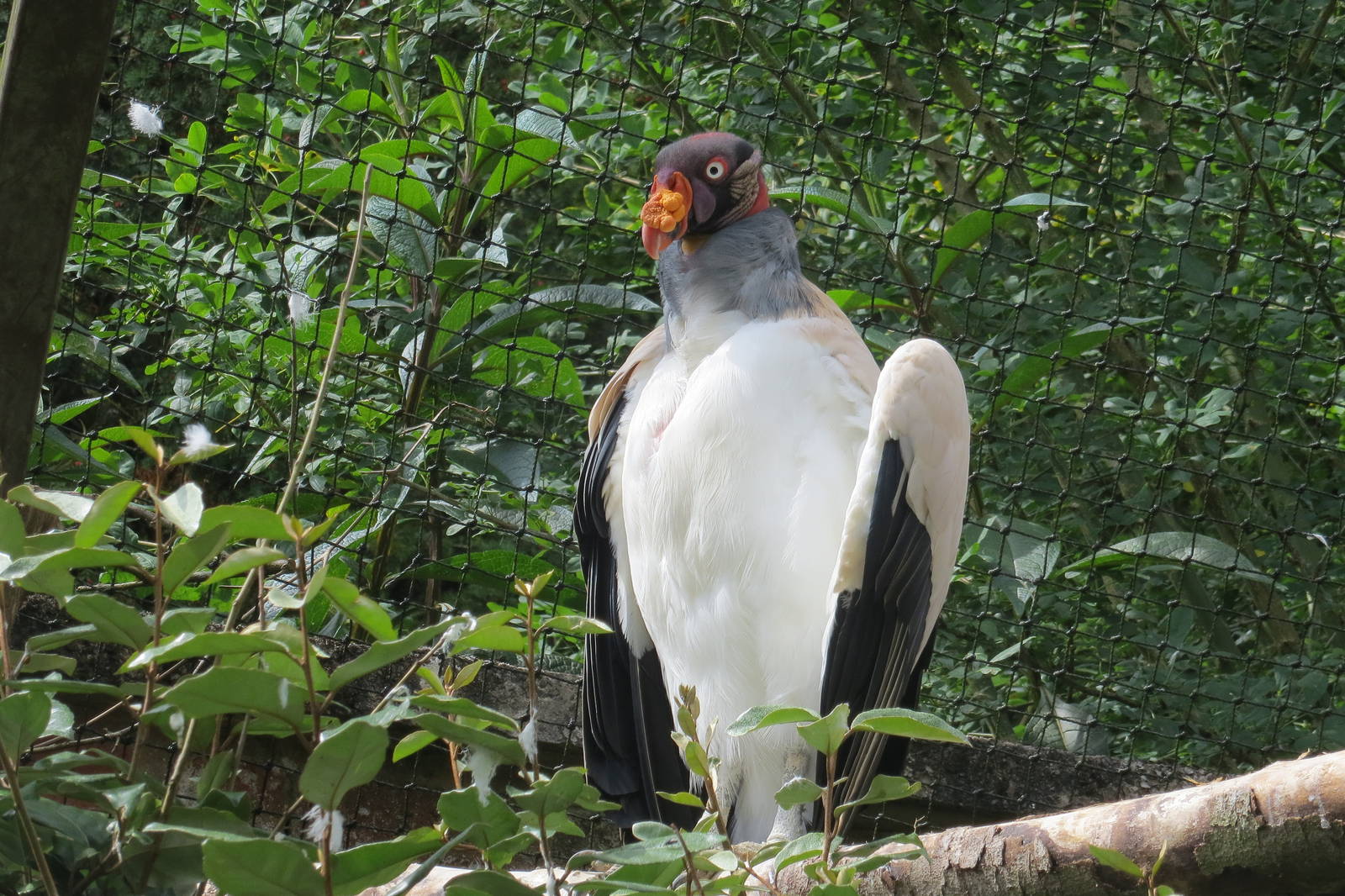 King Vulture 08/14