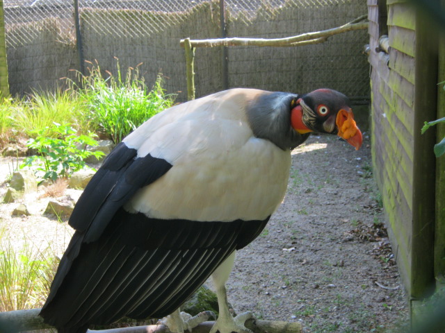King Vulture 2014