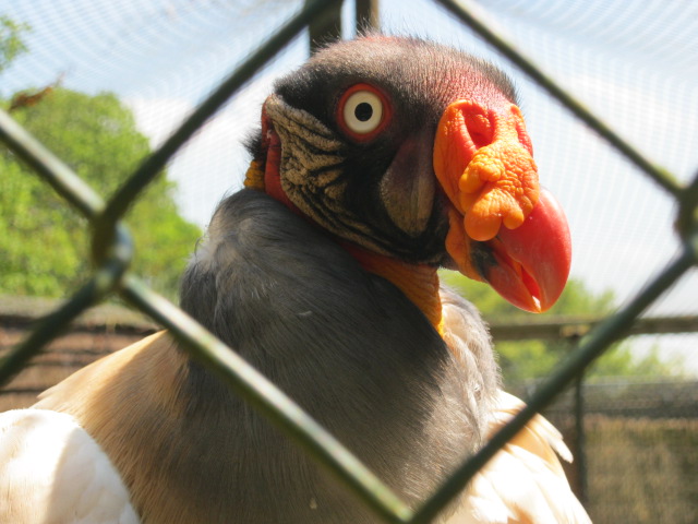 King Vulture 2014
