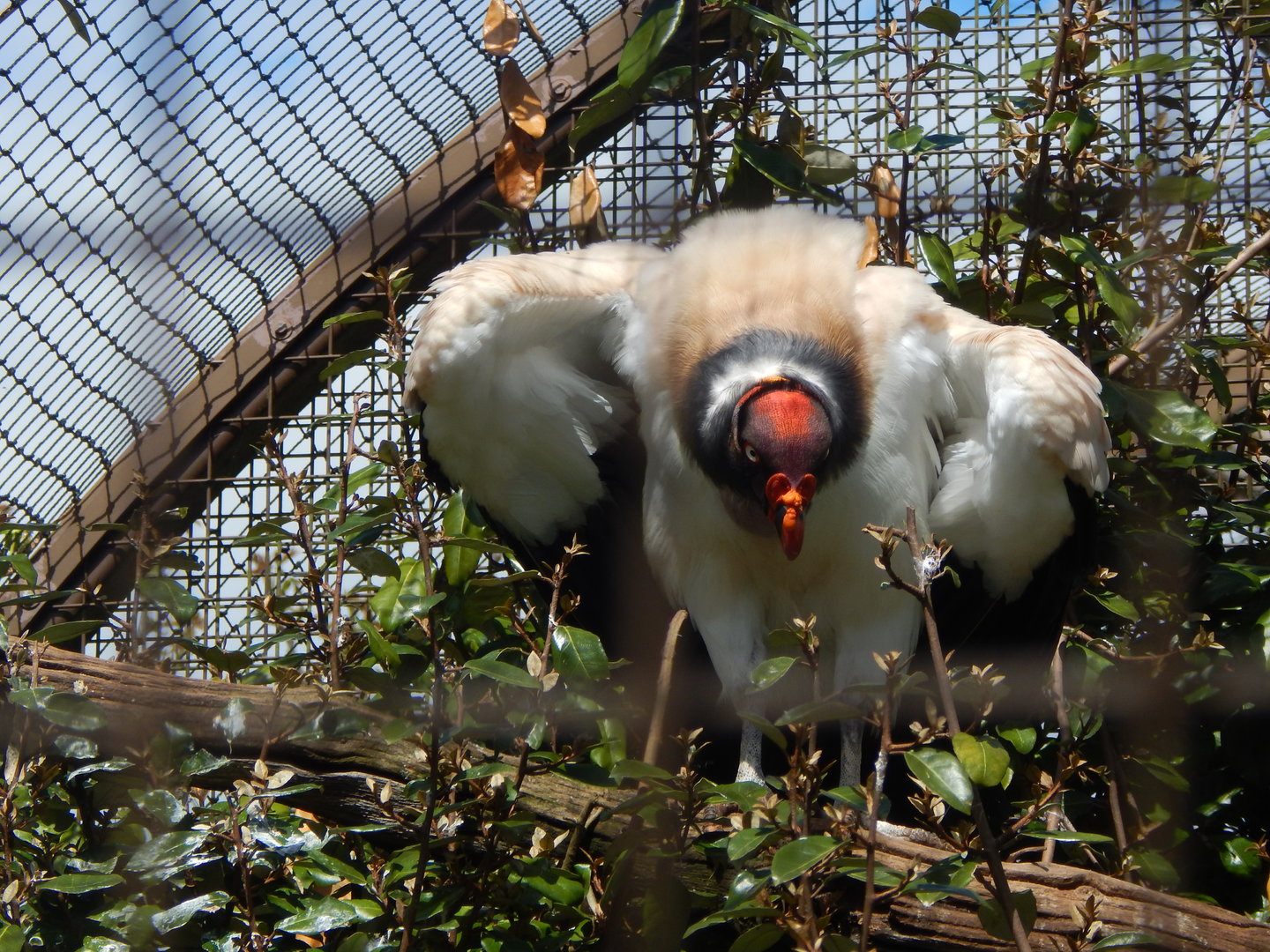 King vulture 280423