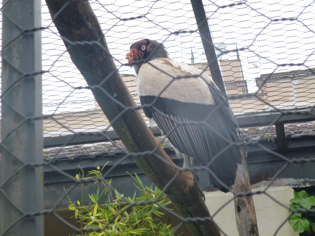 King vulture 5.4.15