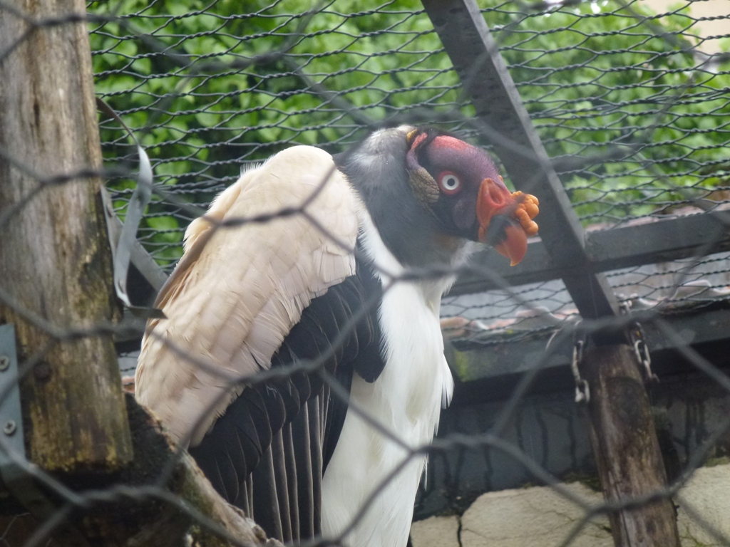 King vulture 5.4.15