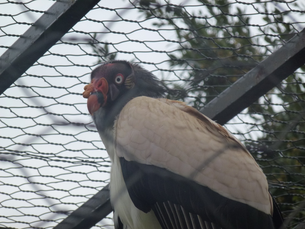 King vulture 5.4.15
