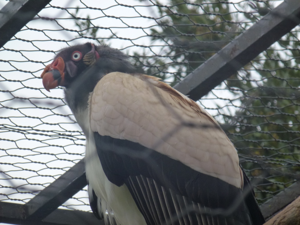 King vulture 5.4.15