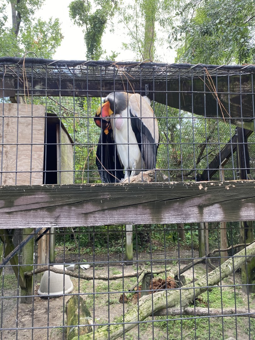 King Vulture - 6/22/2023