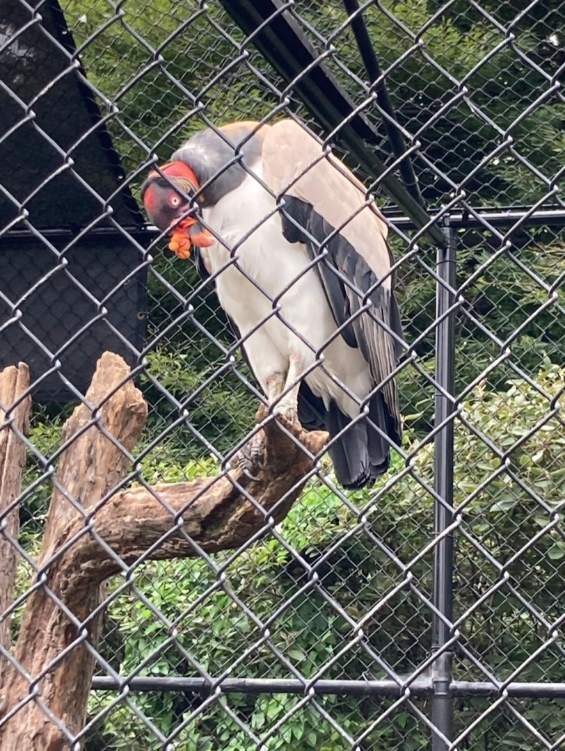 King Vulture (8/8/24)
