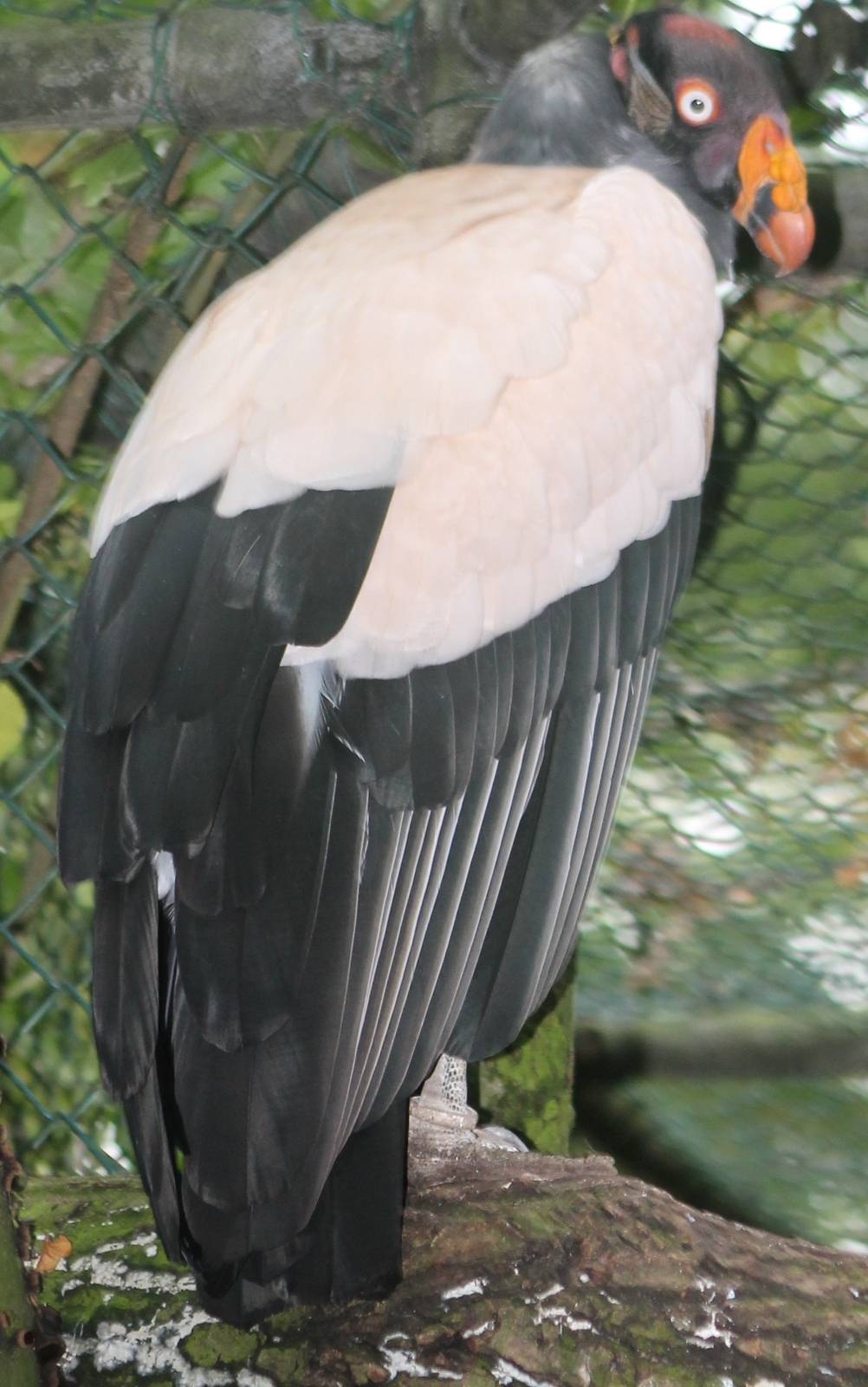 king vulture adult