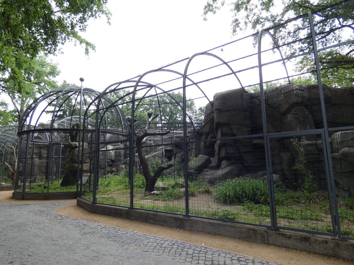 King Vulture and Crested Caracara aviary