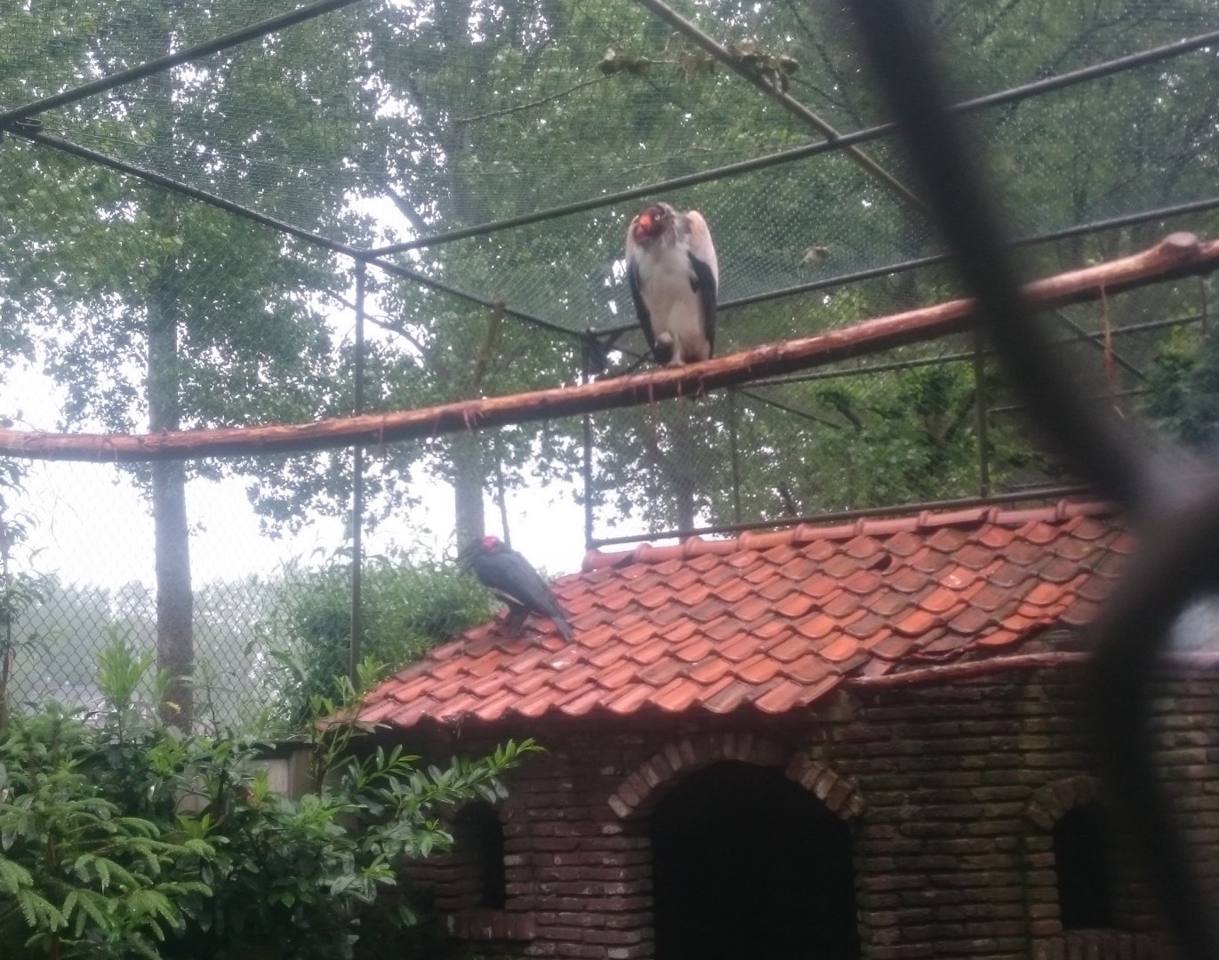 King vulture and Ground hornbill