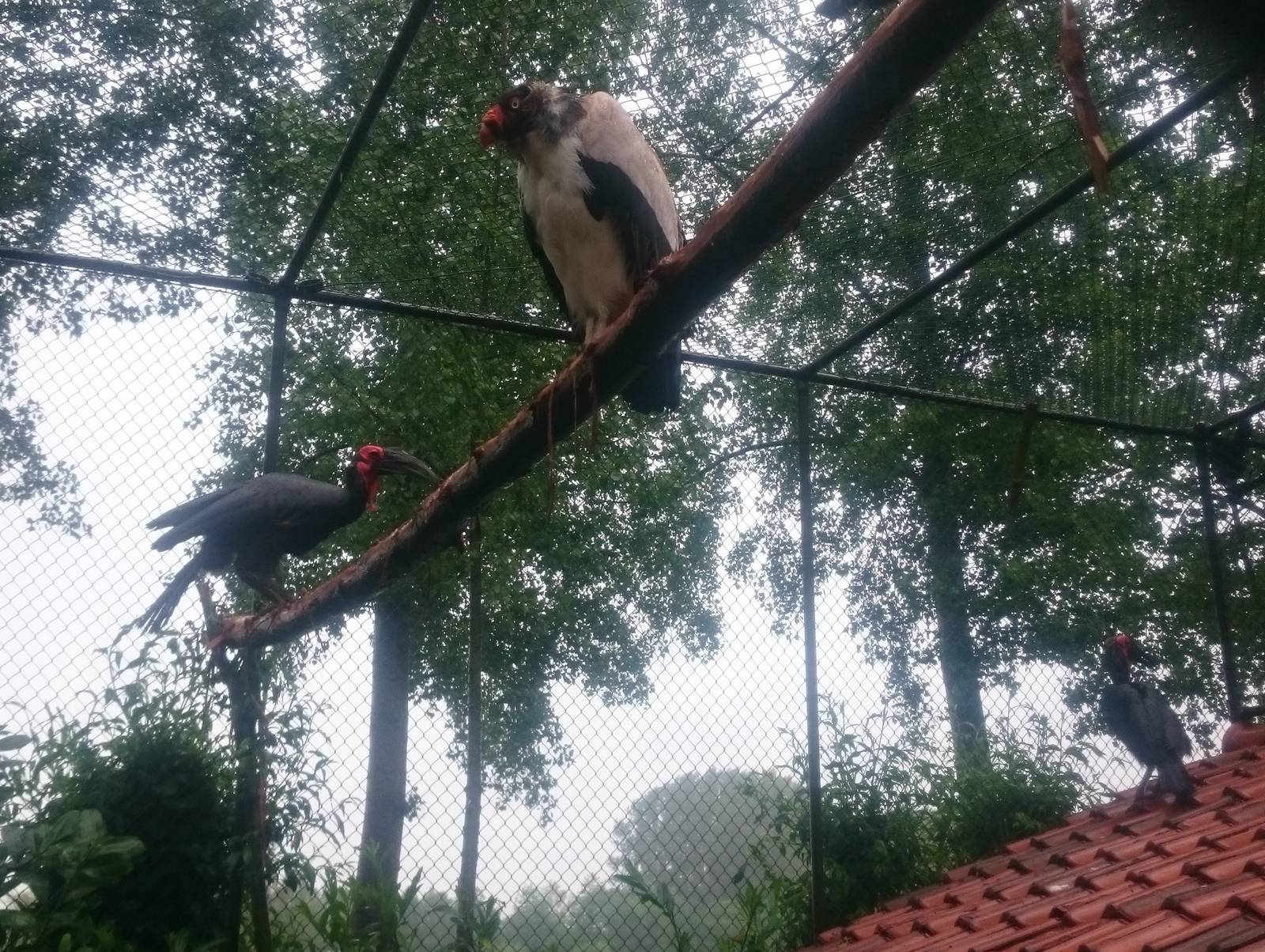 King vulture and Ground hornbills
