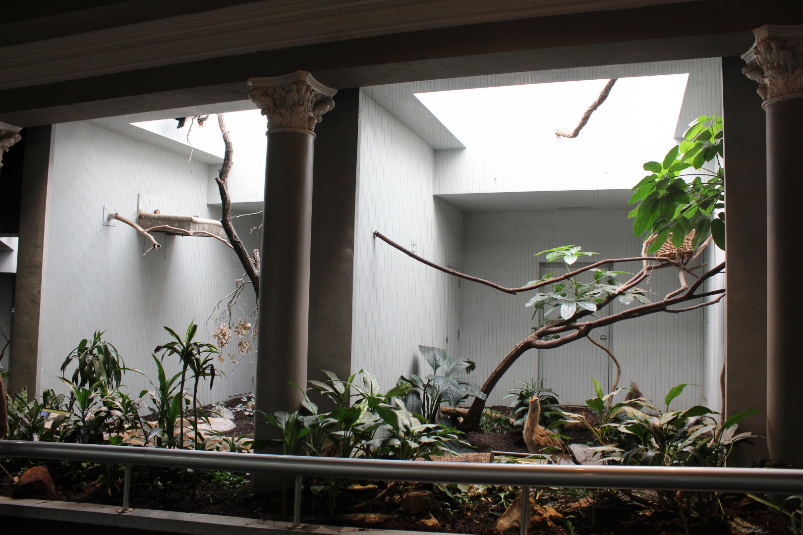 King Vulture and Red-legged Seriema Exhibits - Bird House