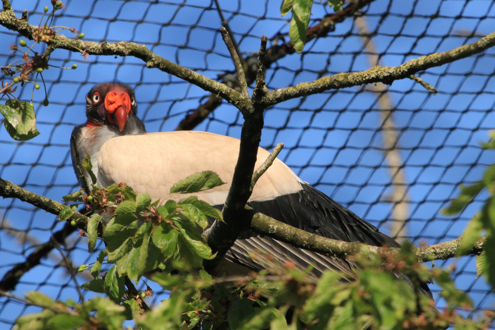 King Vulture (April 2019)