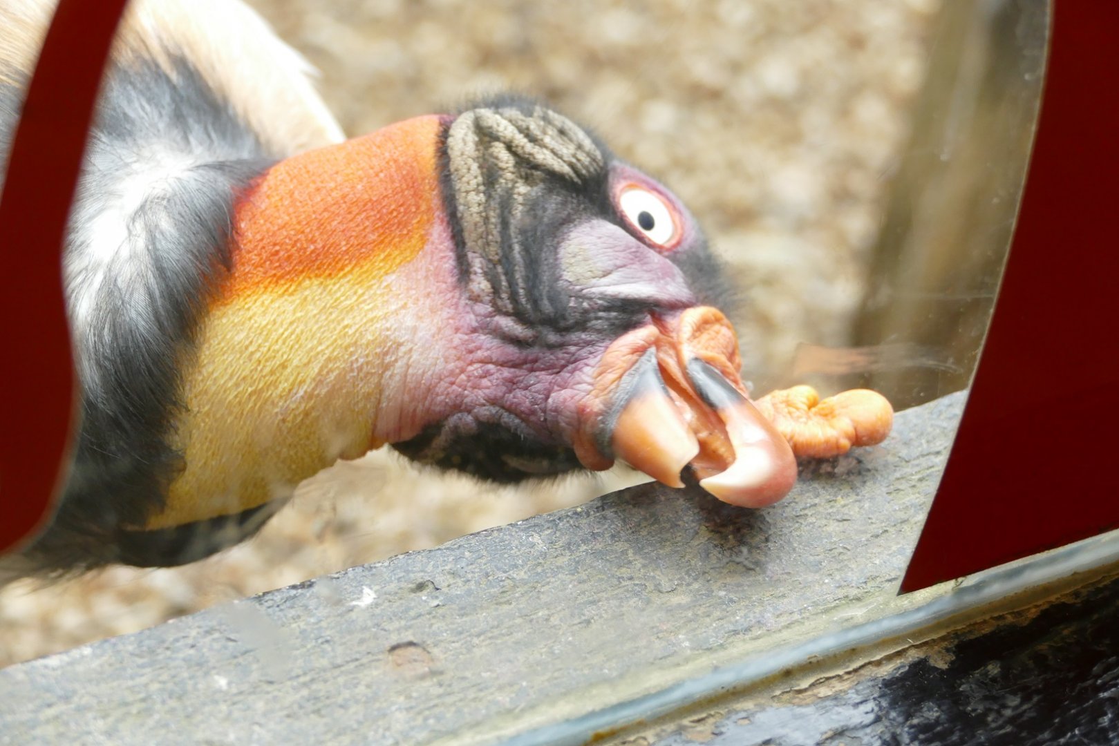 KIng Vulture, April 2022