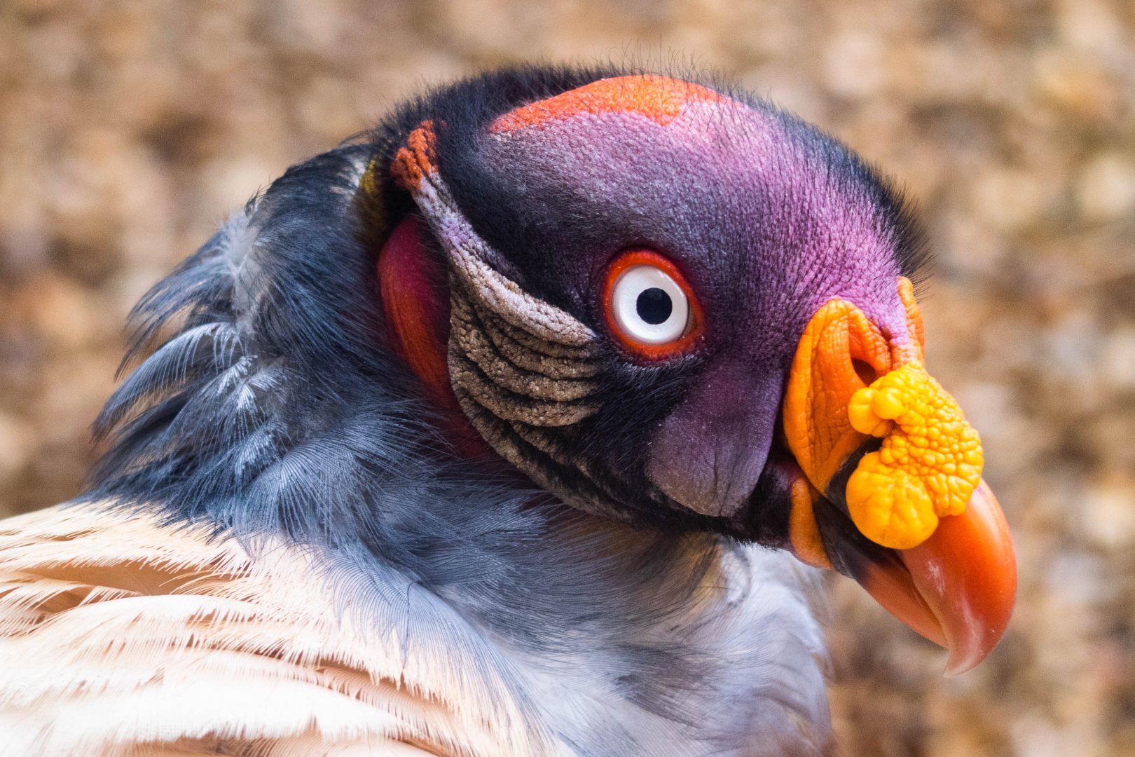 King Vulture at Colchester Zoo