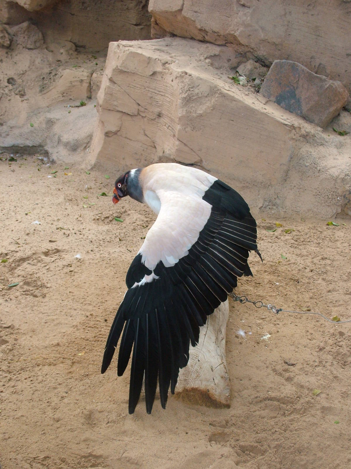 King Vulture at Jungle Park (Las Aguilas), 13/11/10