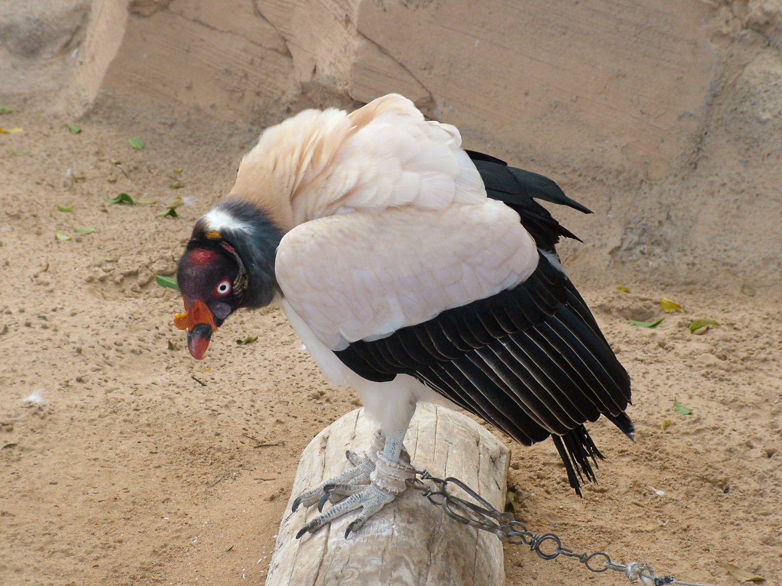 King Vulture at Jungle Park (Las Aguilas), 13/11/10