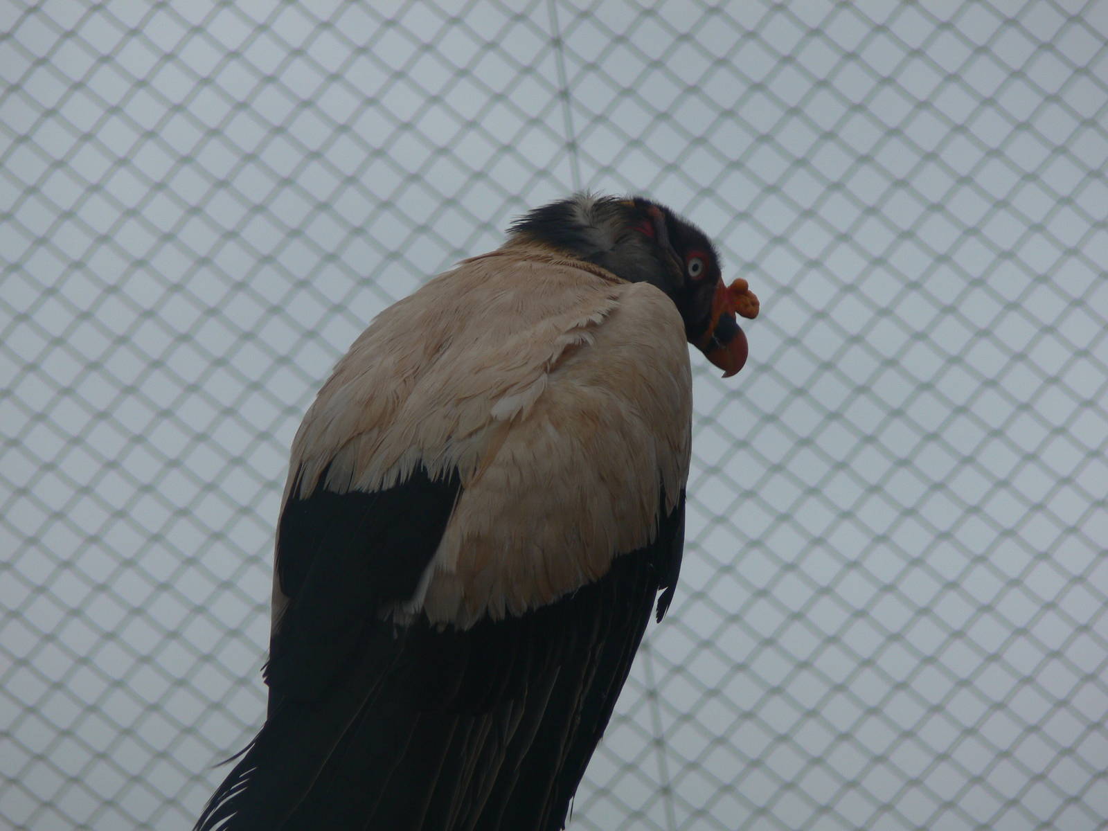 King Vulture at South Lakes, 04/07/14