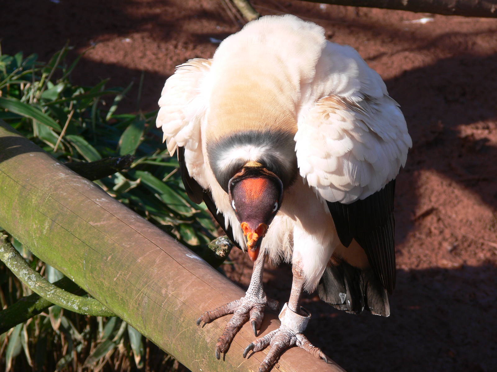 King Vulture at South Lakes, 16/02/14