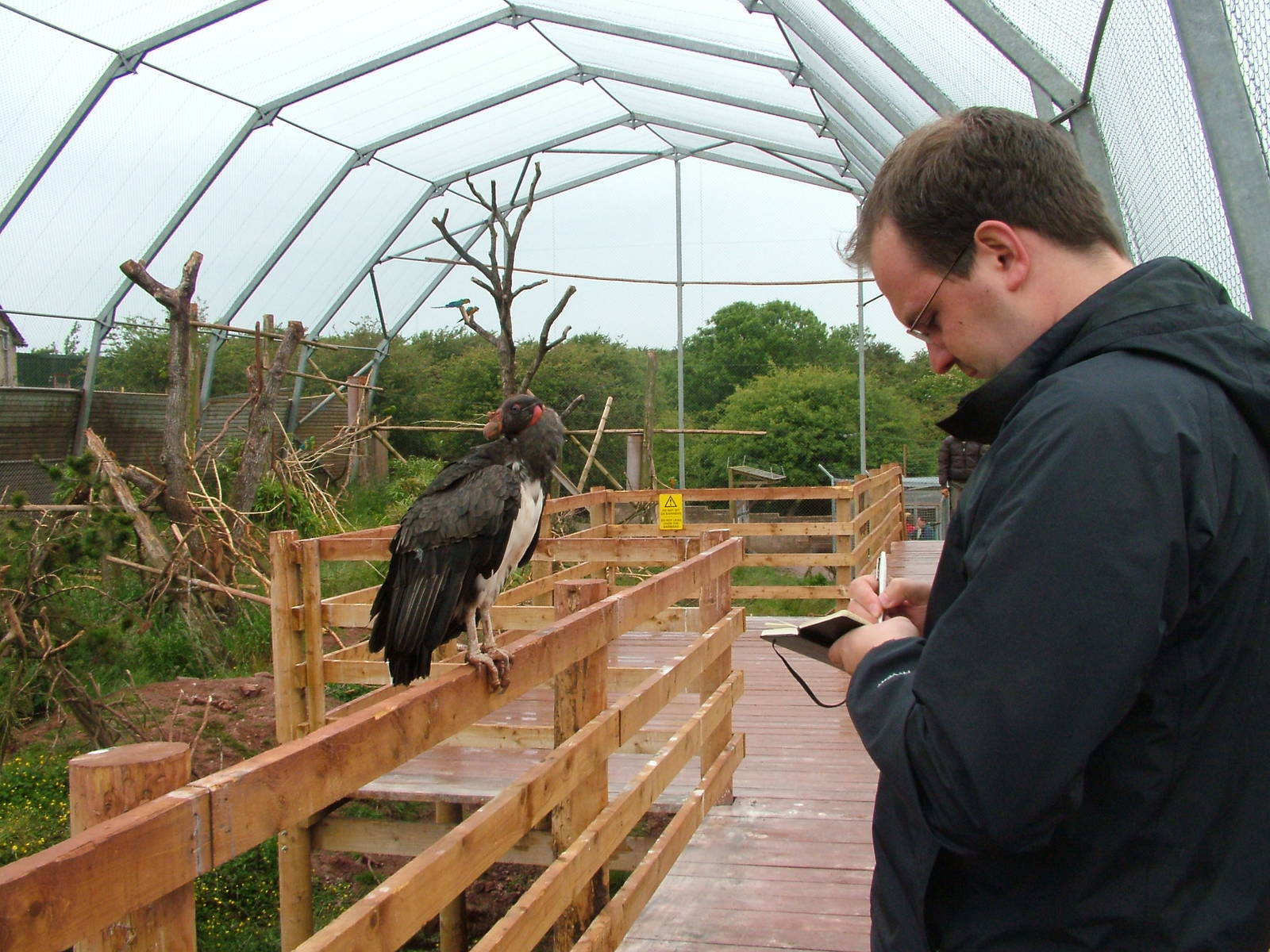 King Vulture at South Lakes WAP 2008
