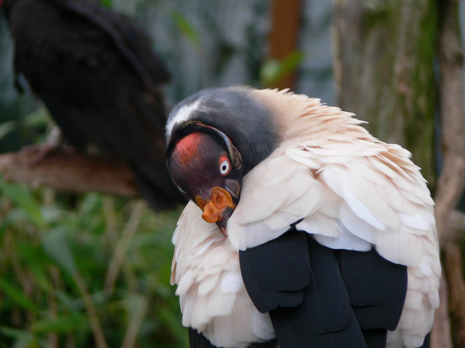 King Vulture at South Lakes WAP 24/11/12