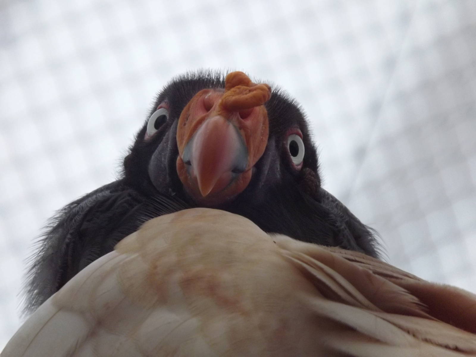 King Vulture at South Lakes WAP 26/11/11