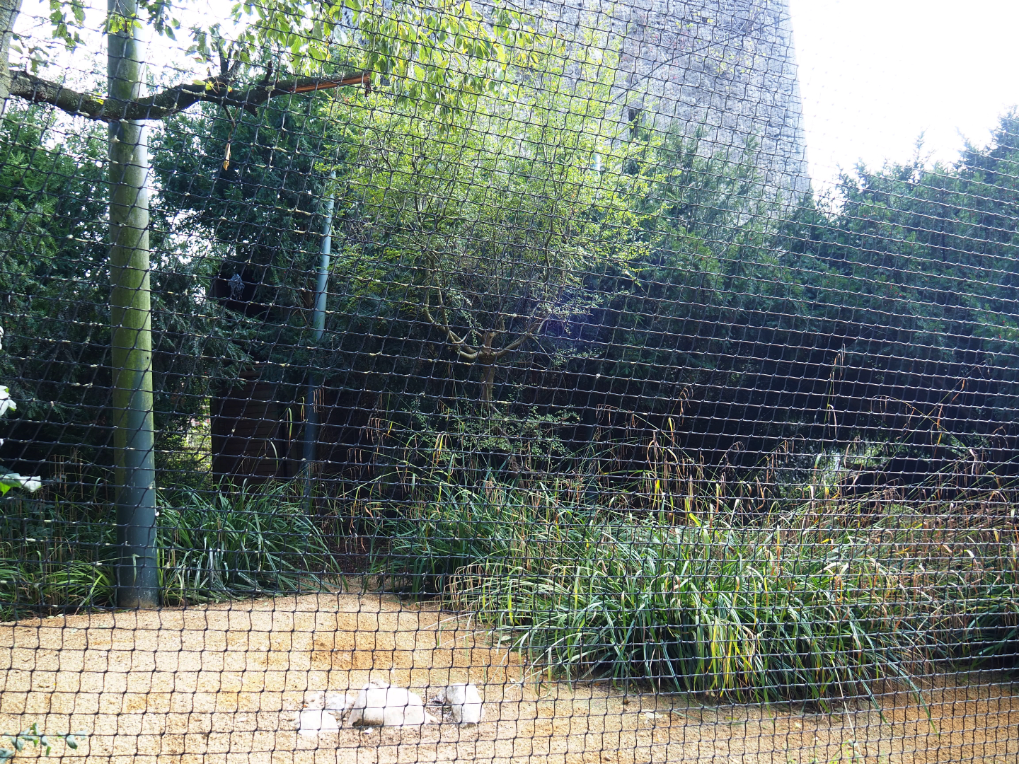 King vulture aviary, 2019-10-05