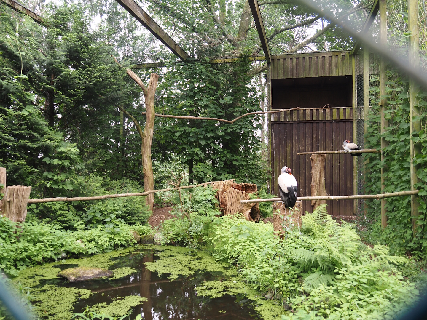 King vulture aviary, 2024-05-21
