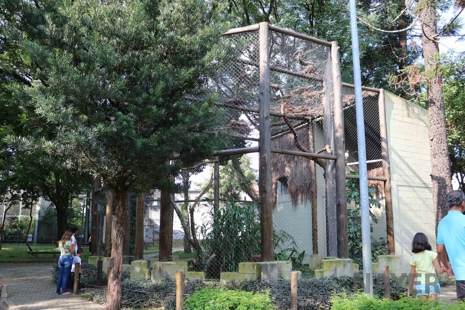 King vulture aviary, April 2016