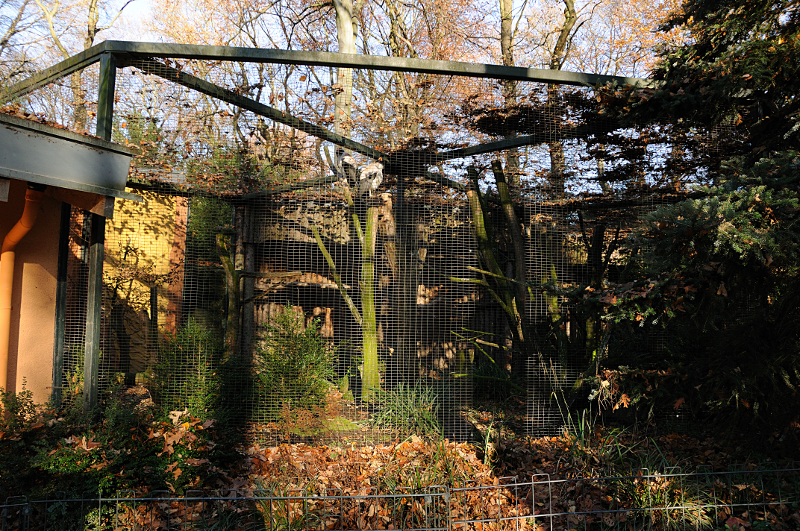 King vulture aviary at Dortmund