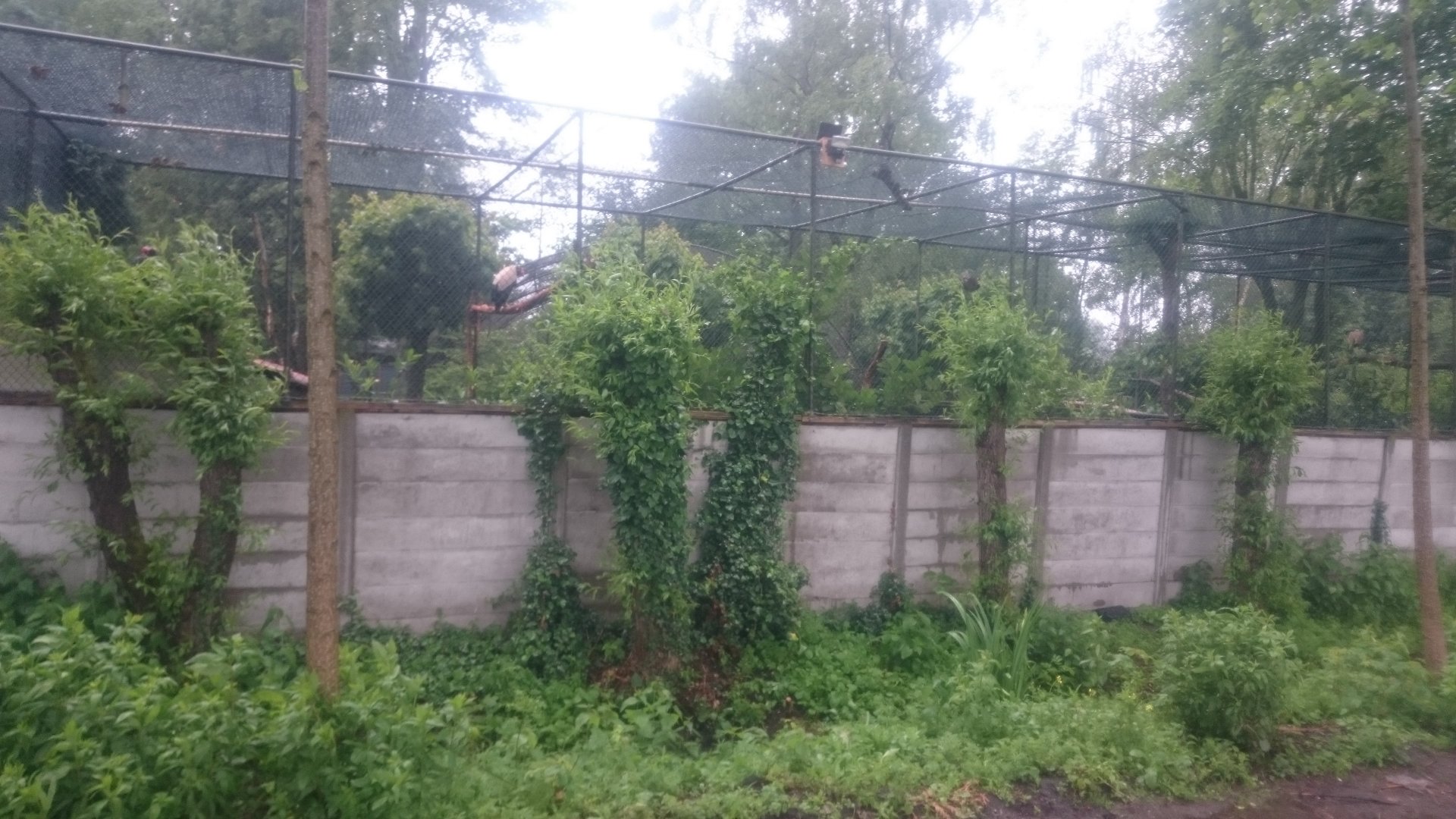 King vulture aviary from out-side the Zoo