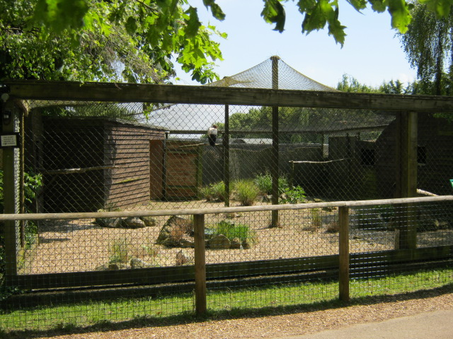 King Vulture aviary, one of the original cages.