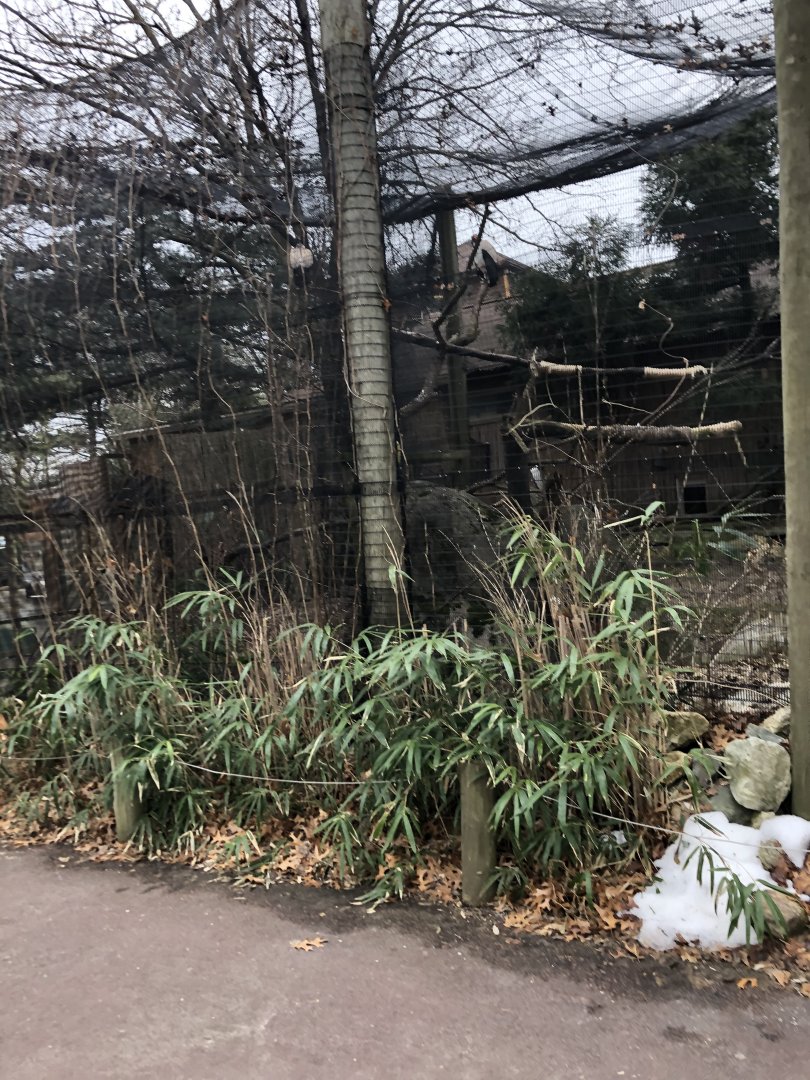 King Vulture Aviary (Outside) - Feb, 2020