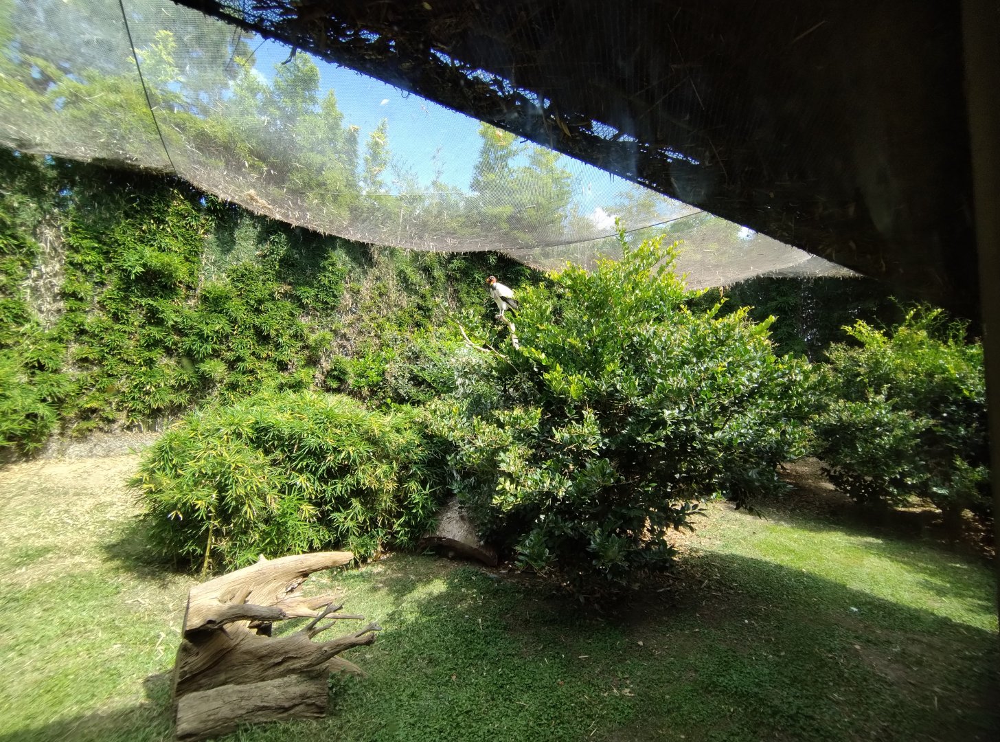 King vulture aviary - Temaiken