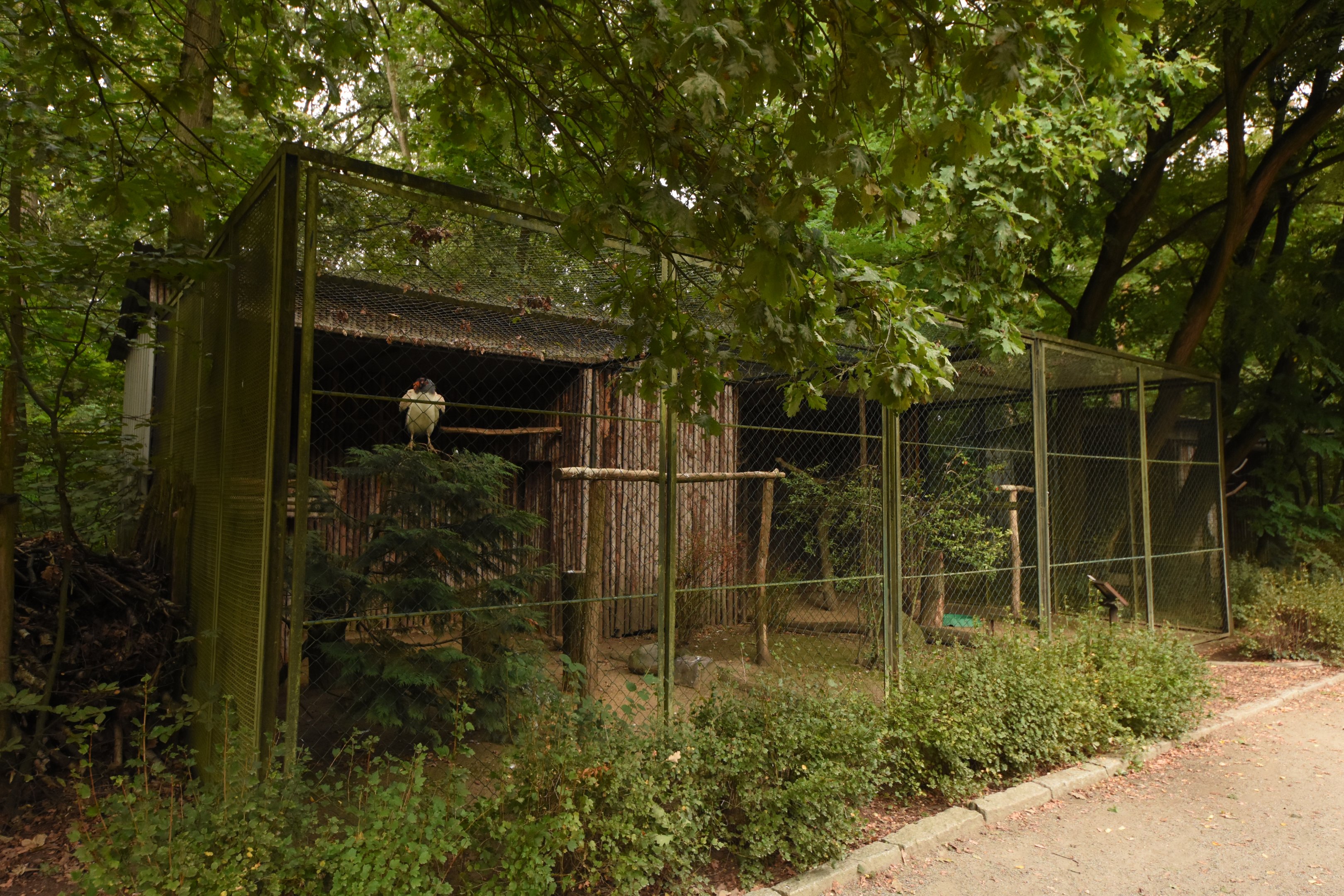 King vulture aviary