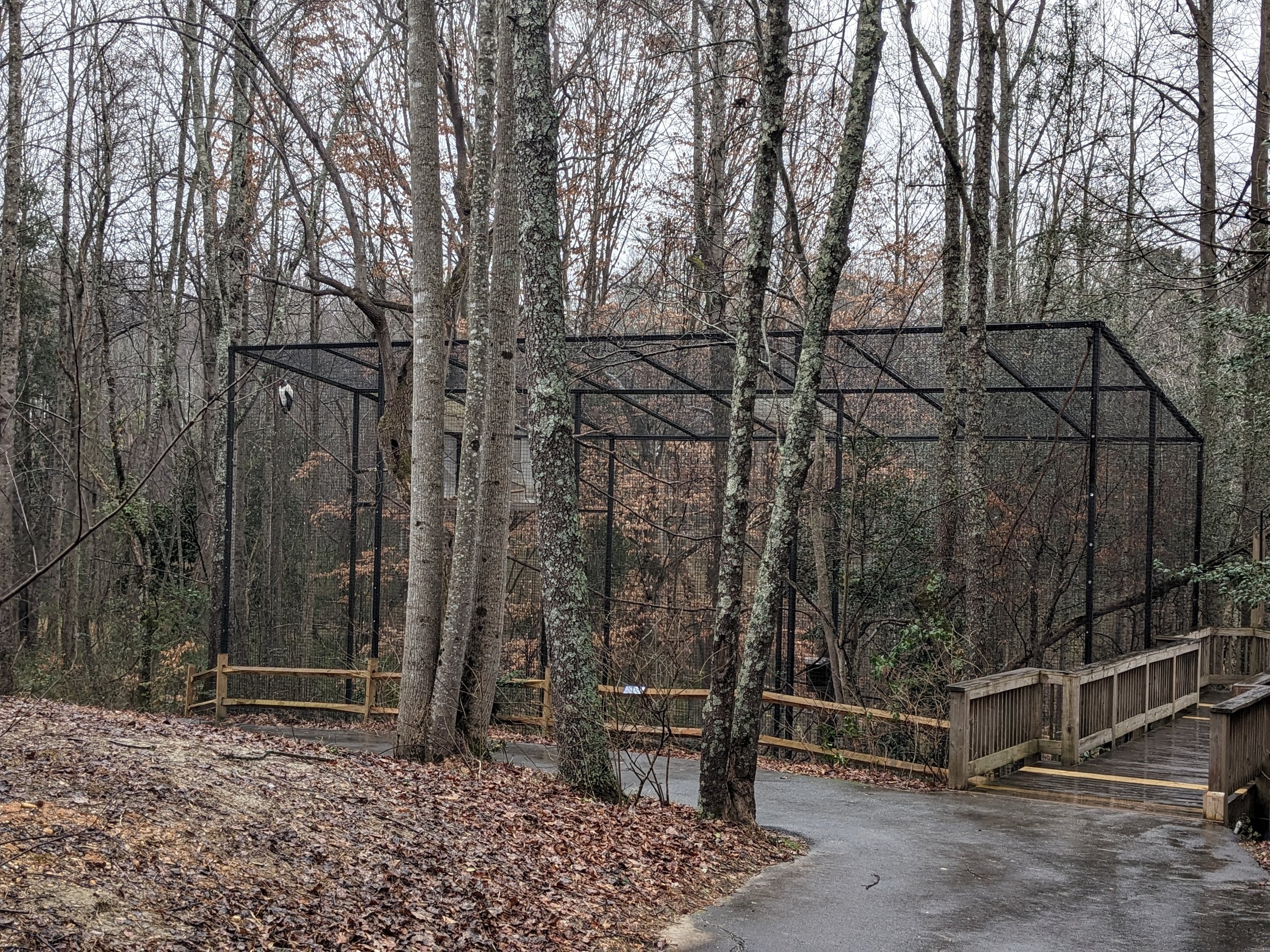 King Vulture Aviary