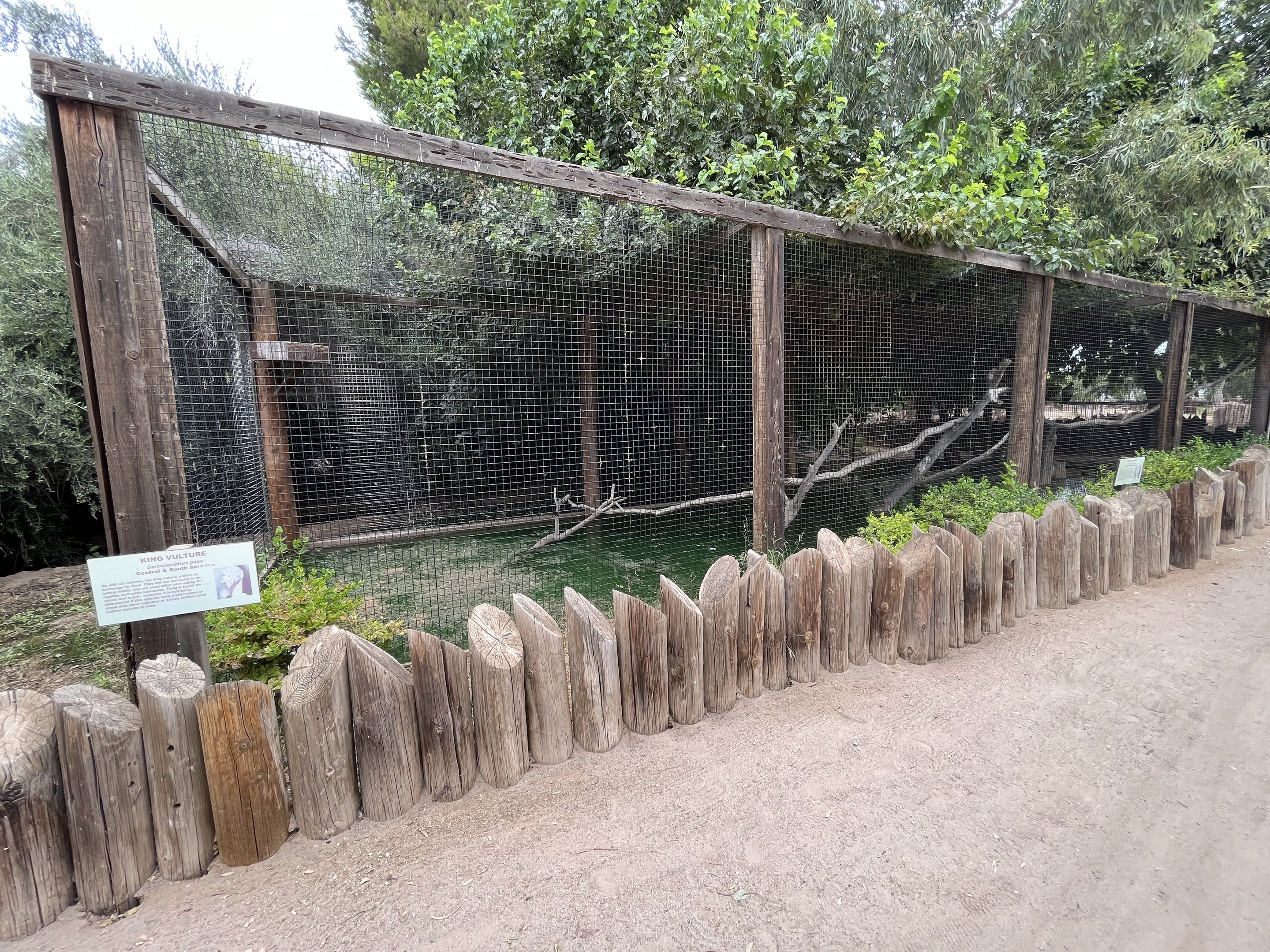 King Vulture Aviary