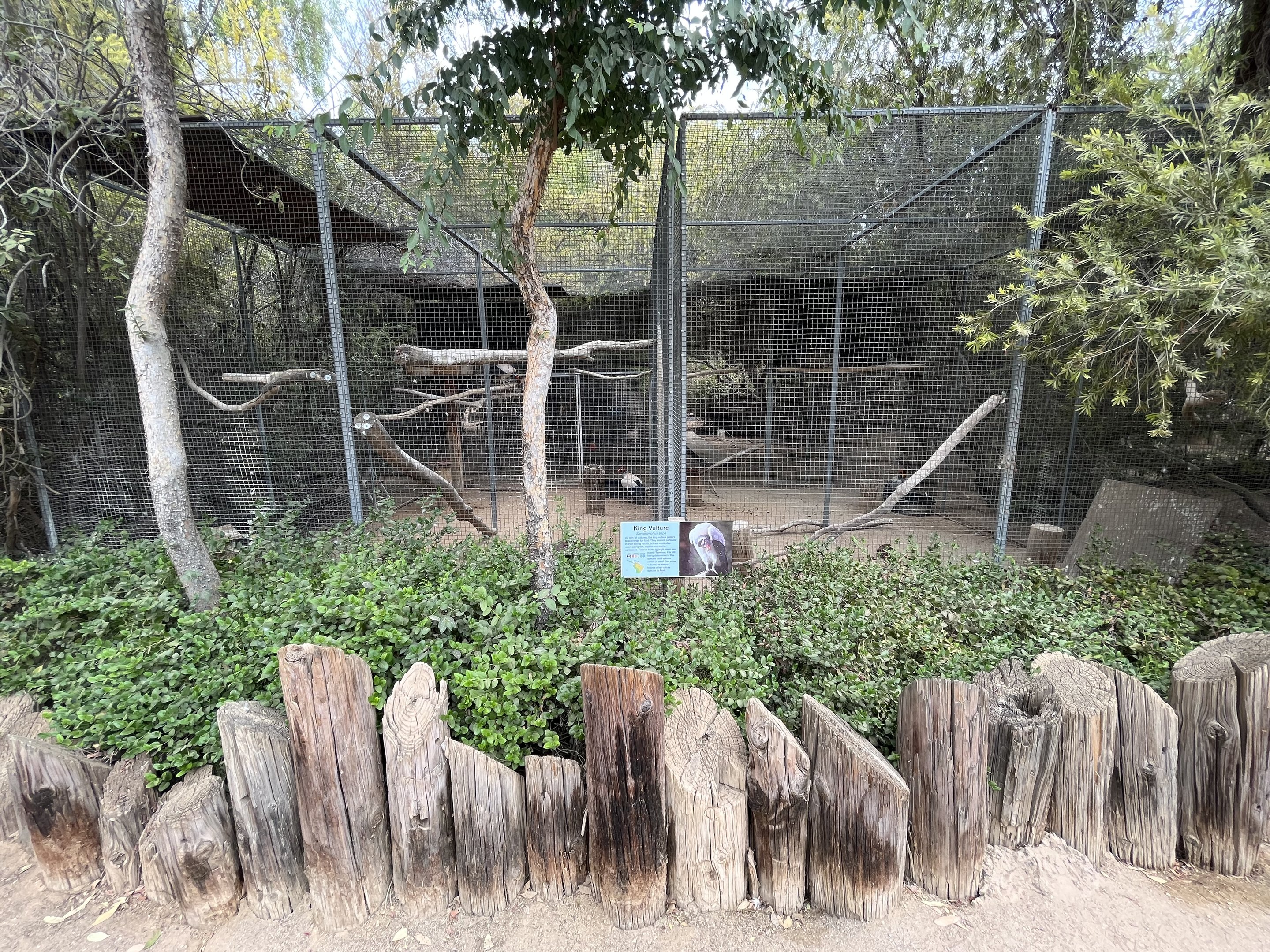 King Vulture Aviary