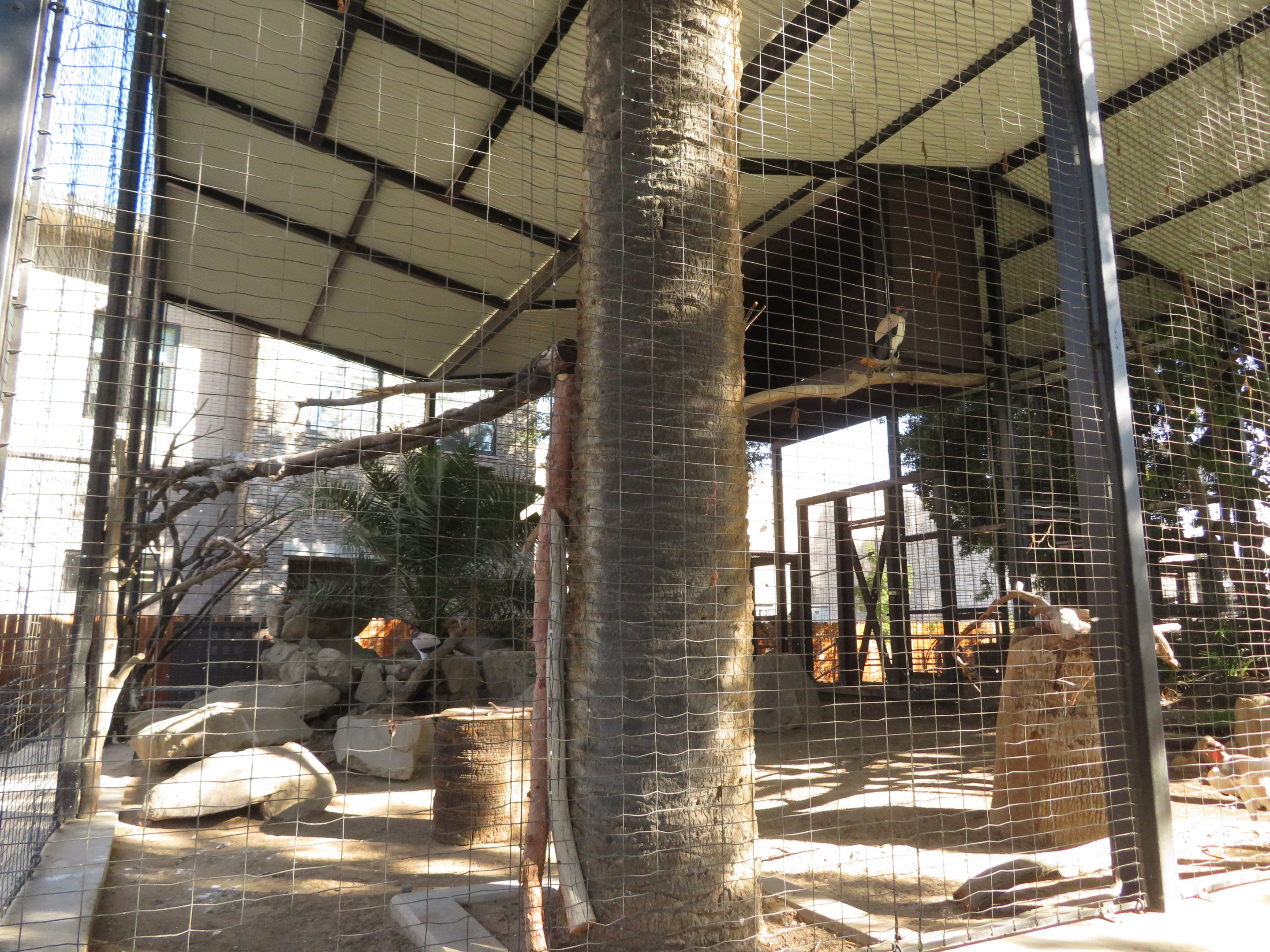 King Vulture Aviary