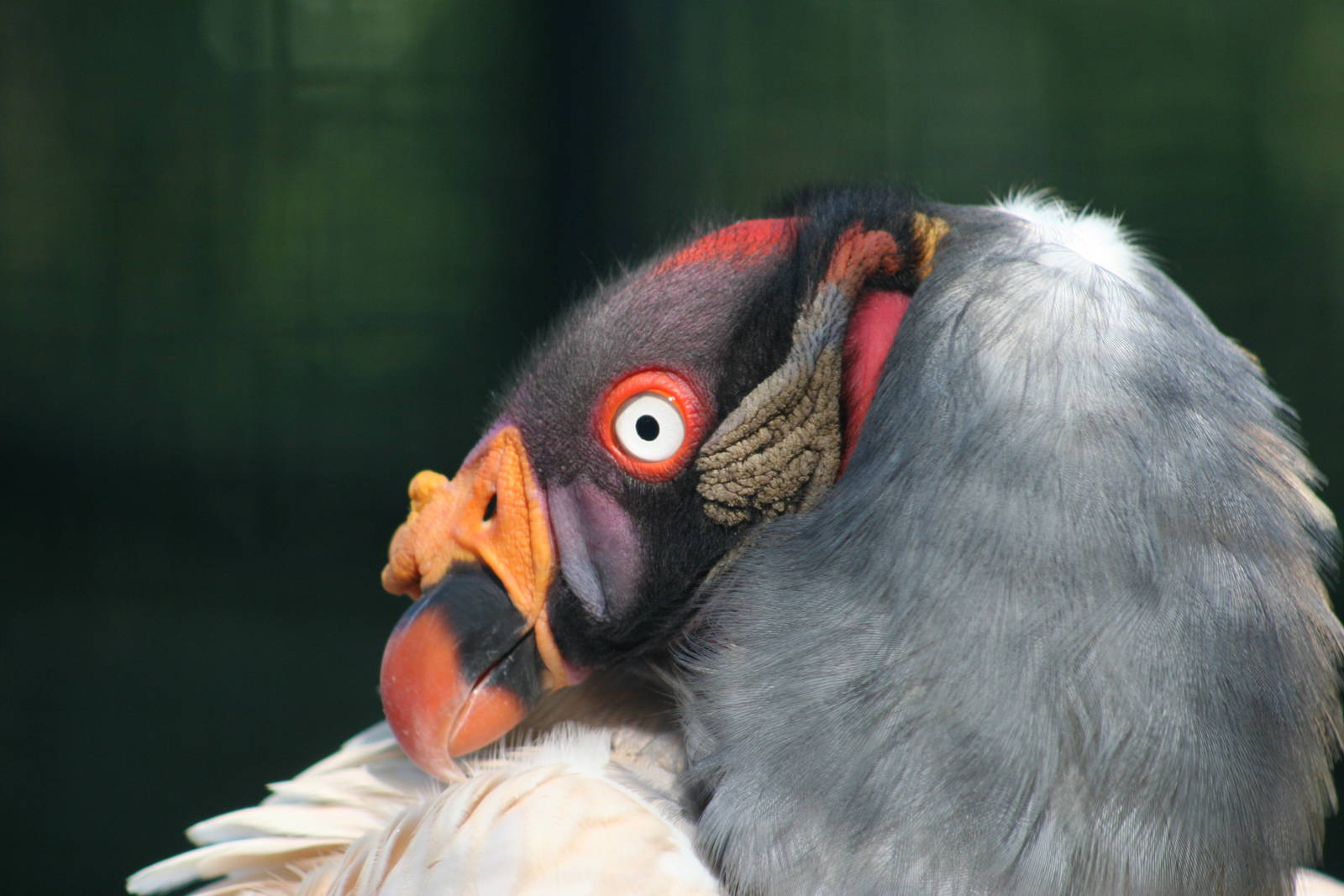 King Vulture @ Berlin Zoo; 05.09.2007
