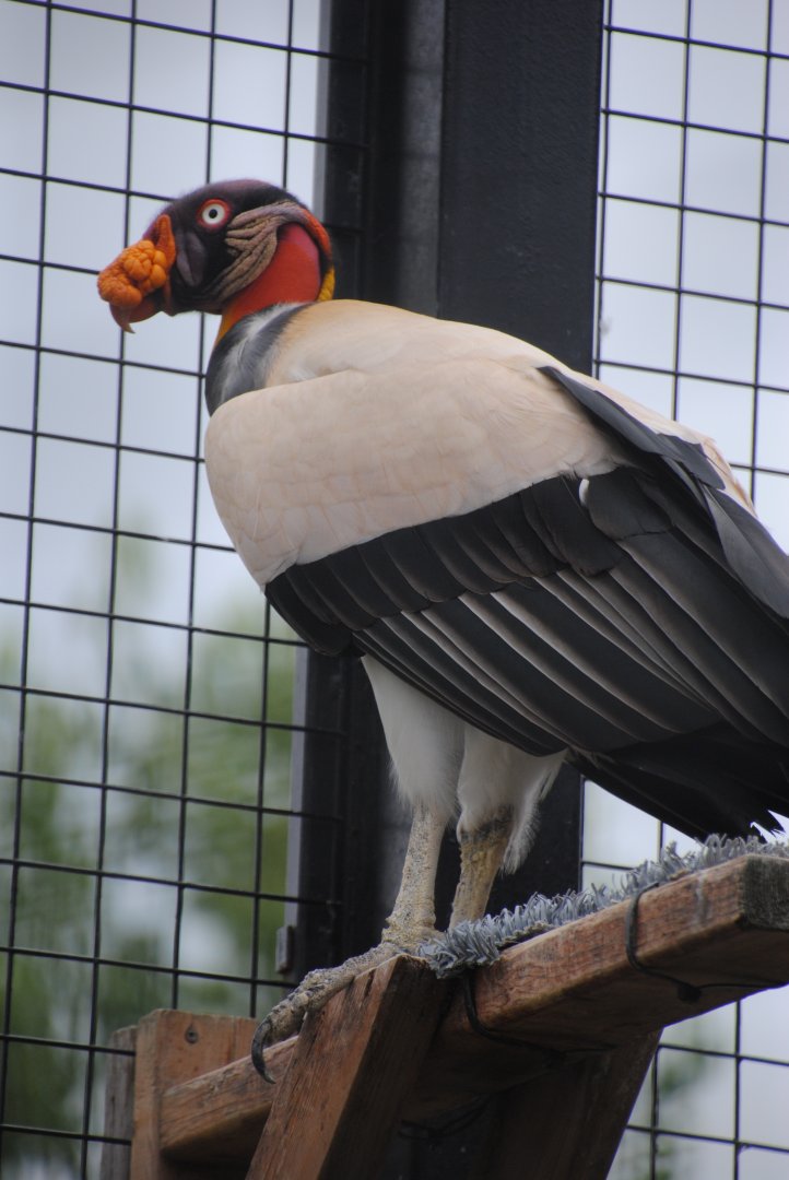 King Vulture (birds of prey section)